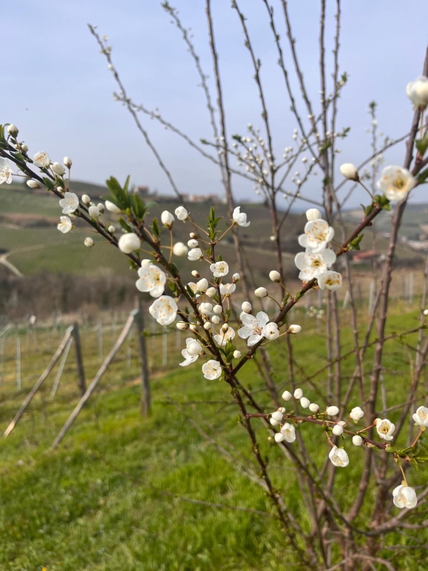 Le Cornici - Cascina Di Charme Hotel Diano d'Alba Bagian luar foto